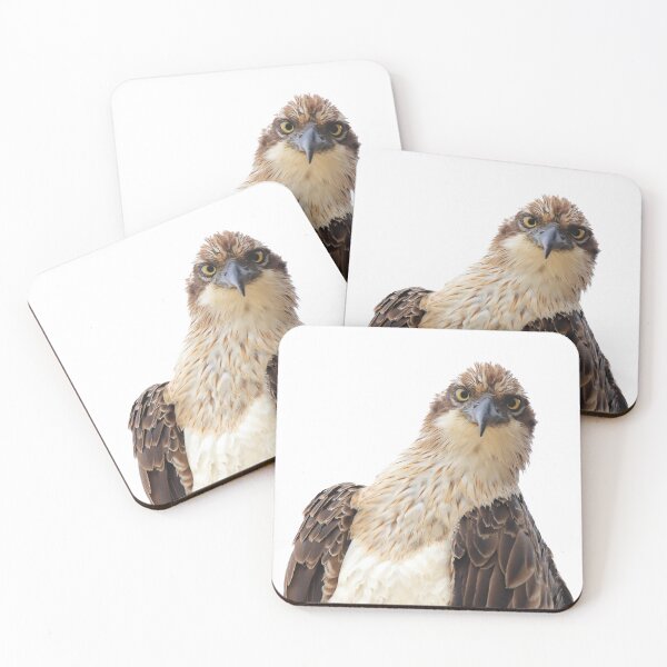 Item preview, Curious Osprey designed and sold by Rachel Elizabeth Photography.