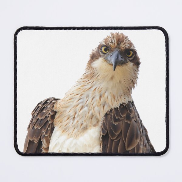 Item preview, Curious Osprey designed and sold by Rachel Elizabeth Photography.