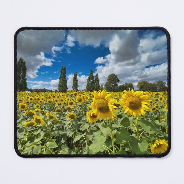 Item preview, Golden Sunflower Field Under Blue Sky - Summer Landscape Photography designed and sold by leonwoods.