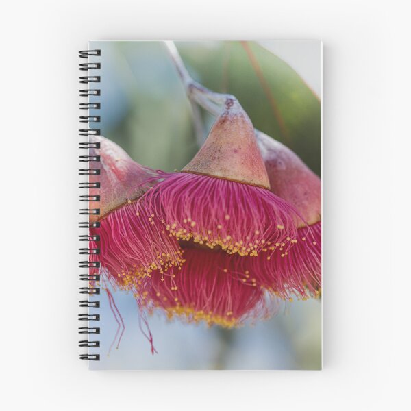Item preview, Silver Princess Mallee Blossom Macro 1 – Fine Art Canvas Print designed and sold by MinzMarchStudio.