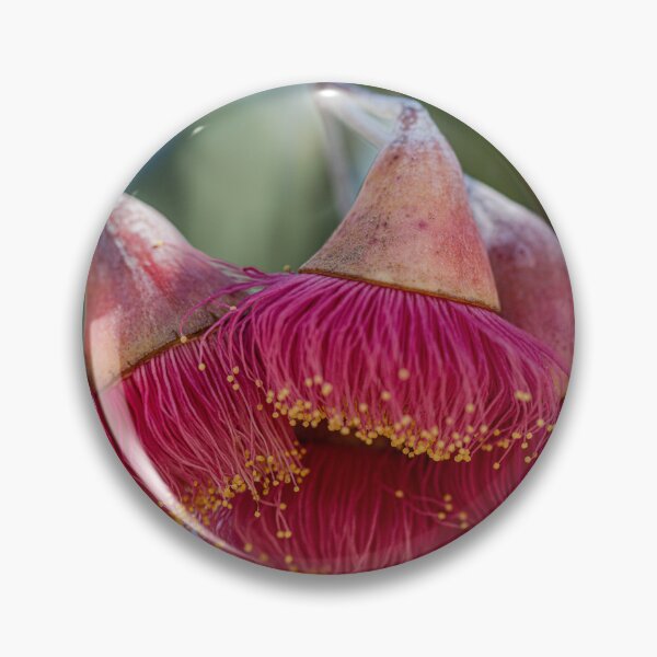 Item preview, Silver Princess Mallee Blossom Macro 1 – Fine Art Canvas Print designed and sold by MinzMarchStudio.