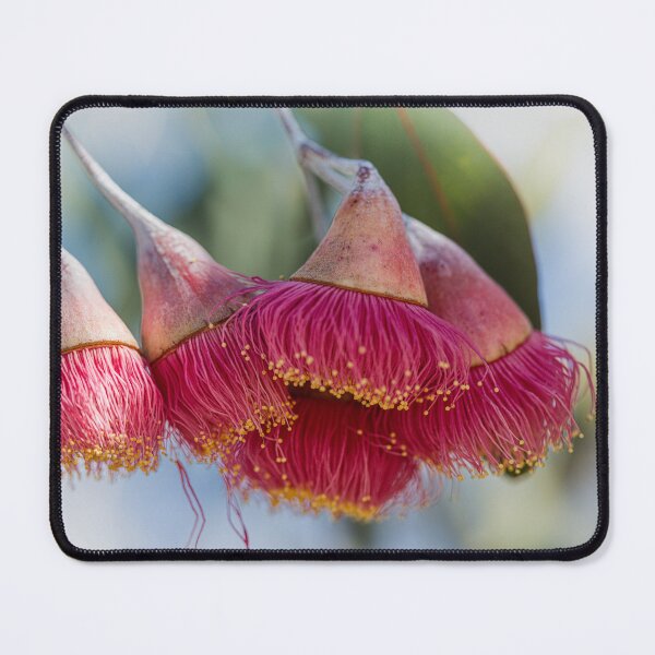Item preview, Silver Princess Mallee Blossom Macro 1 – Fine Art Canvas Print designed and sold by MinzMarchStudio.