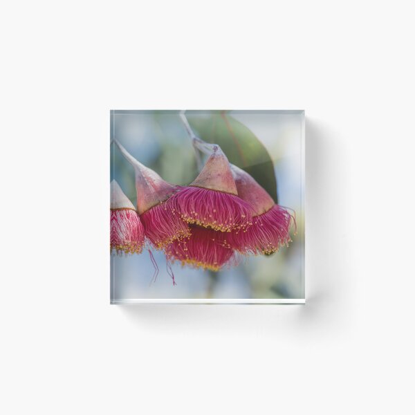 Item preview, Silver Princess Mallee Blossom Macro 1 – Fine Art Canvas Print designed and sold by MinzMarchStudio.
