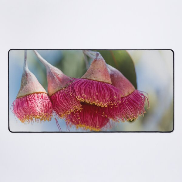 Item preview, Silver Princess Mallee Blossom Macro 1 – Fine Art Canvas Print designed and sold by MinzMarchStudio.