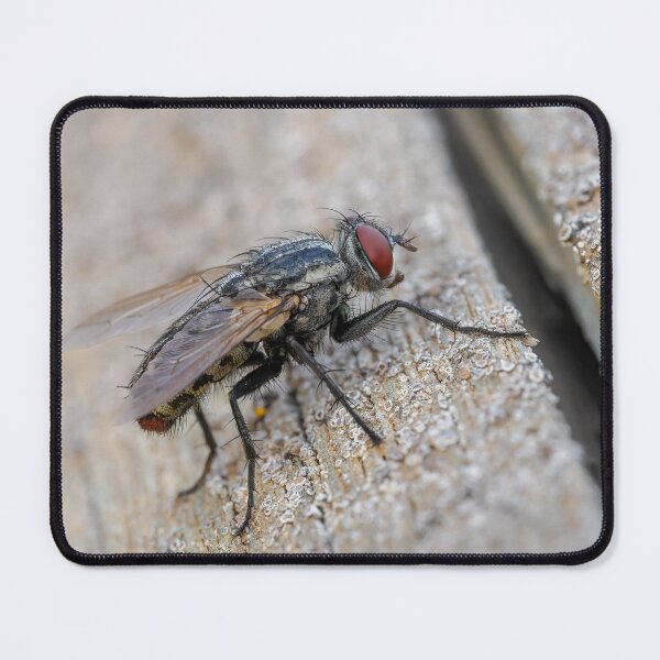 Item preview, Flesh Fly designed and sold by Ralph Goldsmith.