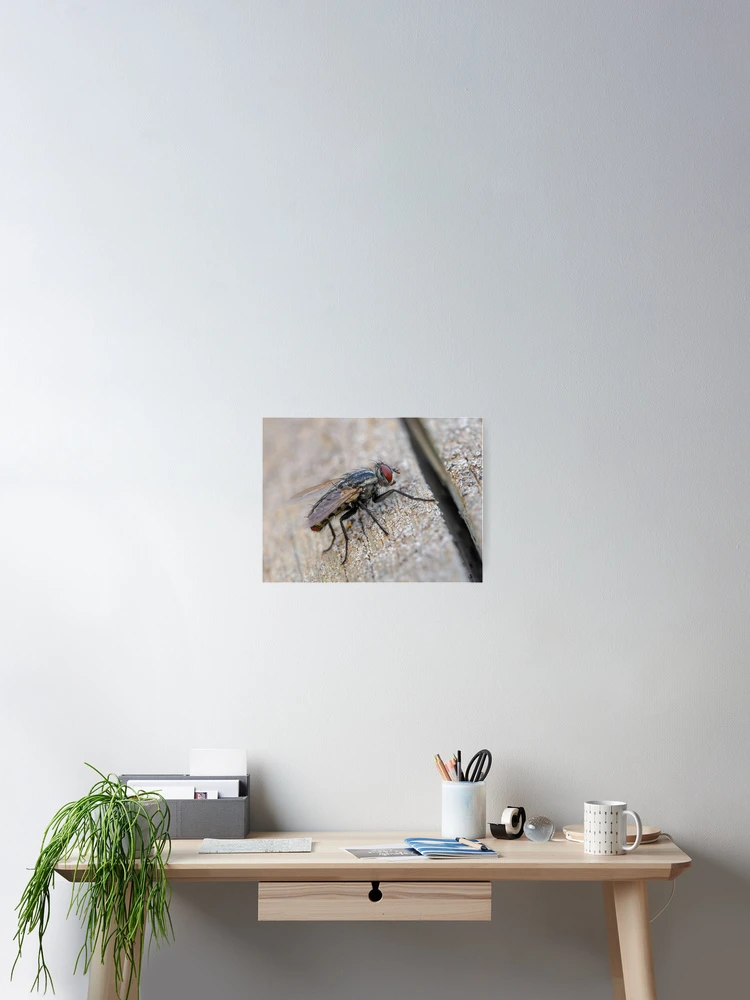 Thumbnail 2 of 3, Poster, Flesh Fly designed and sold by Ralph Goldsmith.