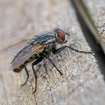 Artwork thumbnail, Flesh Fly by Ralph Goldsmith