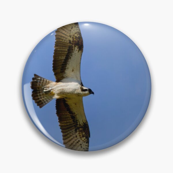 Item preview, Fishing high. Osprey designed and sold by Jouko Lehto Photography.