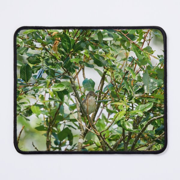 Item preview, Whitethroat in a bush designed and sold by Jouko Lehto Photography.