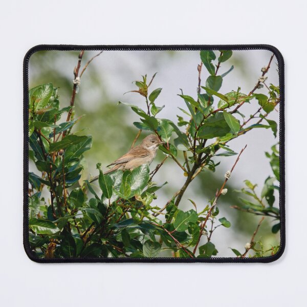 Item preview, Whitethroat top show designed and sold by Jouko Lehto Photography.