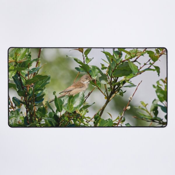 Item preview, Whitethroat top show designed and sold by Jouko Lehto Photography.