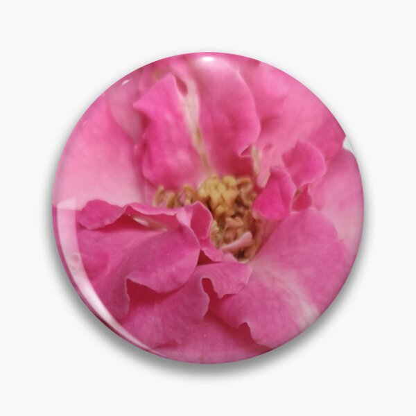 Item preview, Pink Rose Wavy Petals Golden Stamens Karnataka Garden Macro Photography designed and sold by Ezrabilquis7.