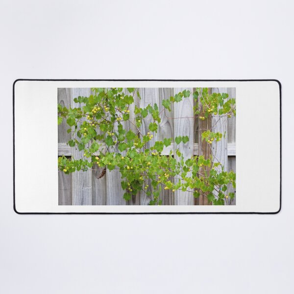 Item preview, Grape Vines Against Wooden Fence designed and sold by Cynthia48.