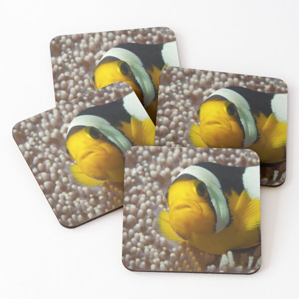 Item preview, Saddleback Clownfish Extreme Close-up * Raja Ampat Photo |  designed and sold by Photo & Design Ute Niemann.