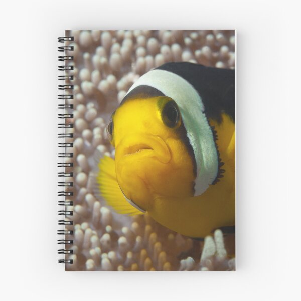 Item preview, Saddleback Clownfish Extreme Close-up * Raja Ampat Photo |  designed and sold by Photo & Design Ute Niemann.
