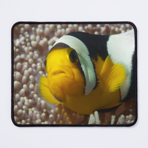 Item preview, Saddleback Clownfish Extreme Close-up * Raja Ampat Photo | designed and sold by Photo & Design Ute Niemann.
