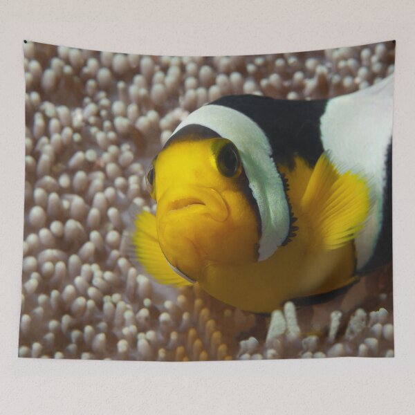 Item preview, Saddleback Clownfish Extreme Close-up * Raja Ampat Photo |  designed and sold by Photo & Design Ute Niemann.