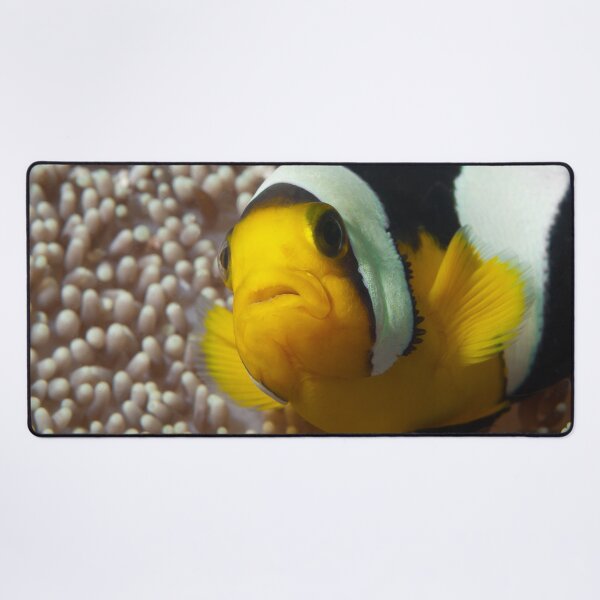 Item preview, Saddleback Clownfish Extreme Close-up * Raja Ampat Photo | designed and sold by Photo & Design Ute Niemann.
