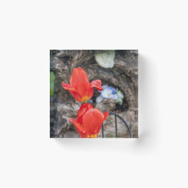 Item preview, Vibrant Red Tulips in Port Burwell Garden, Ontario designed and sold by jrtwynam.