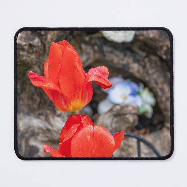 Item preview, Vibrant Red Tulips in Port Burwell Garden, Ontario designed and sold by jrtwynam.