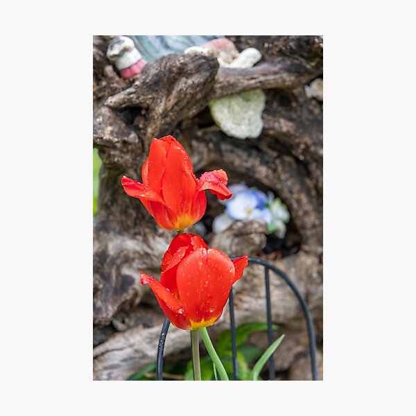 Item preview, Vibrant Red Tulips in Port Burwell Garden, Ontario designed and sold by jrtwynam.