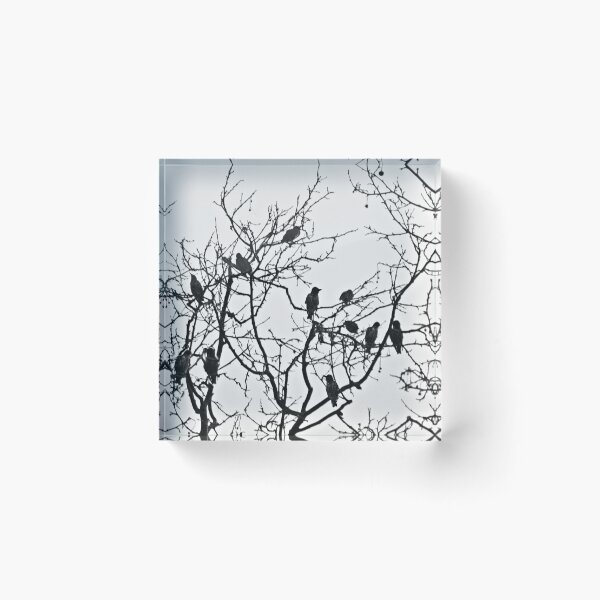 Item preview, Roosting rooks. designed and sold by Paul Pasco.
