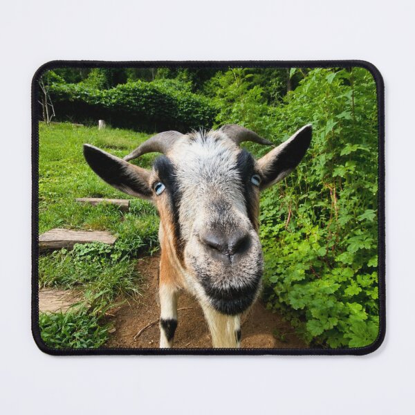 Item preview, Smiling goat designed and sold by Astute-Artio-Photography.