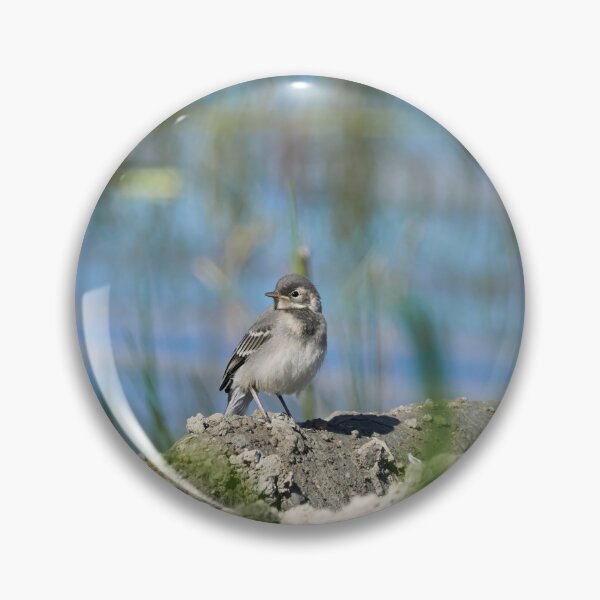Item preview, The young one. White Wagtail designed and sold by Jouko Lehto Photography.