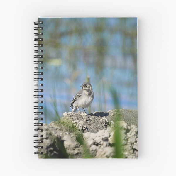 Item preview, The young one. White Wagtail designed and sold by Jouko Lehto Photography.