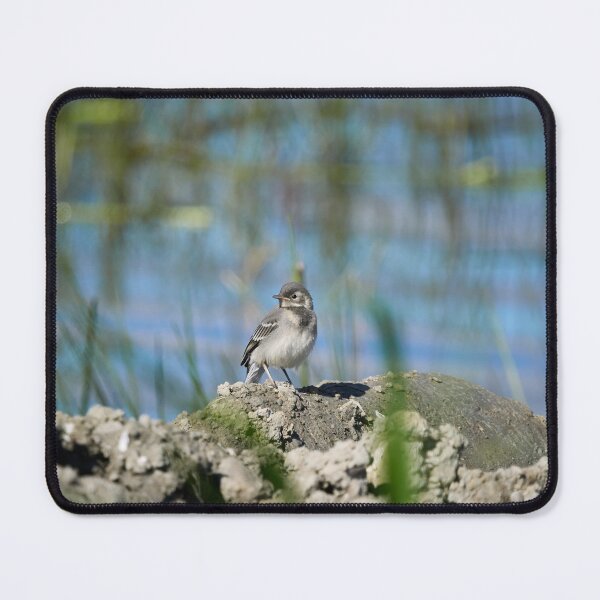 Item preview, The young one. White Wagtail designed and sold by Jouko Lehto Photography.