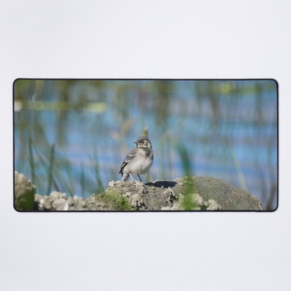 Item preview, The young one. White Wagtail designed and sold by Jouko Lehto Photography.