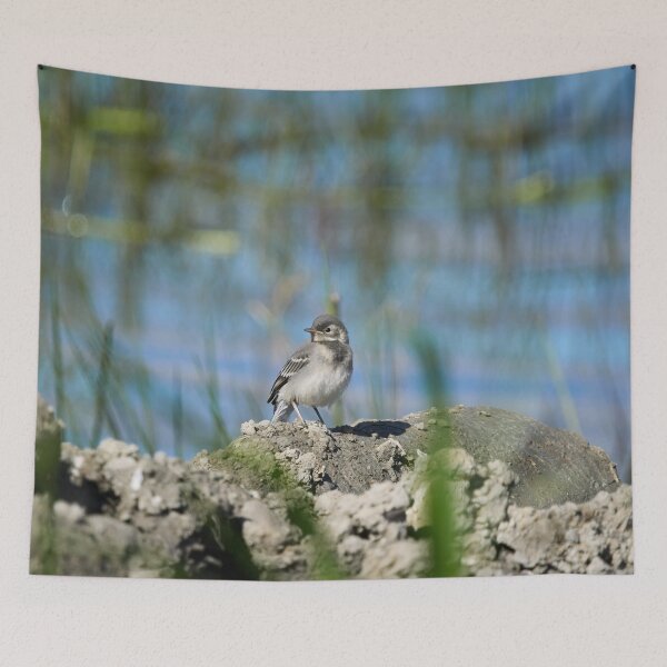 Item preview, The young one. White Wagtail designed and sold by Jouko Lehto Photography.
