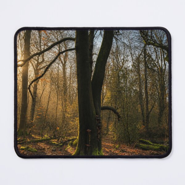 Item preview, Sunset in autumnal woodland designed and sold by Astute-Artio-Photography.
