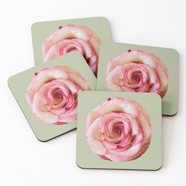 Item preview, Elegant Bicolor Pink and White Rose Isolated on White designed and sold by BalkanBloom.