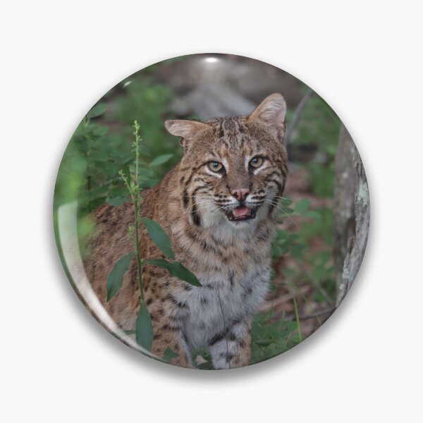 Item preview, Awesome Bobcat designed and sold by LisaNaturePhoto.