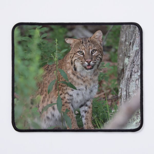 Item preview, Awesome Bobcat designed and sold by LisaNaturePhoto.