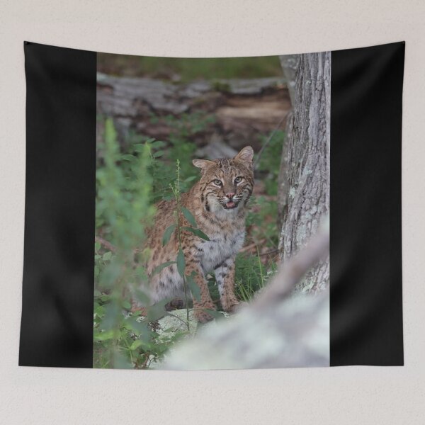 Item preview, Awesome Bobcat designed and sold by LisaNaturePhoto.