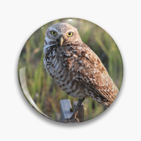 Item preview, A Burrowing Owl designed and sold by NickTshirts.