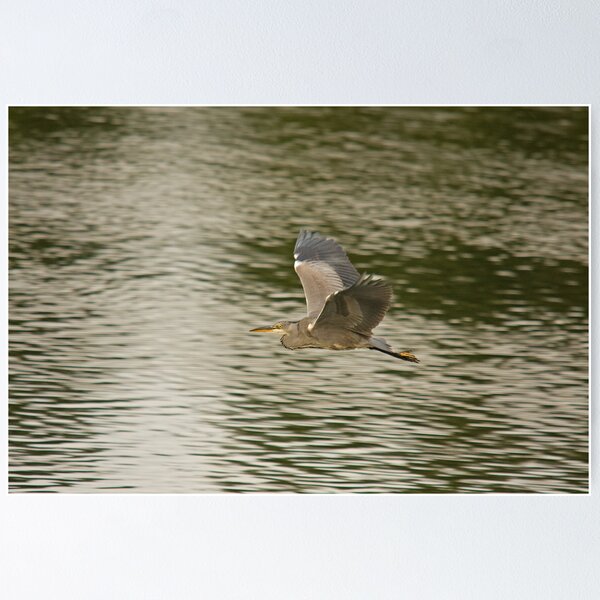Item preview, grey heron in flight designed and sold by Jon Lees.