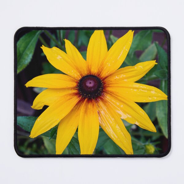 Item preview, The Yellow Rudbeckia designed and sold by Jouko Lehto Photography.