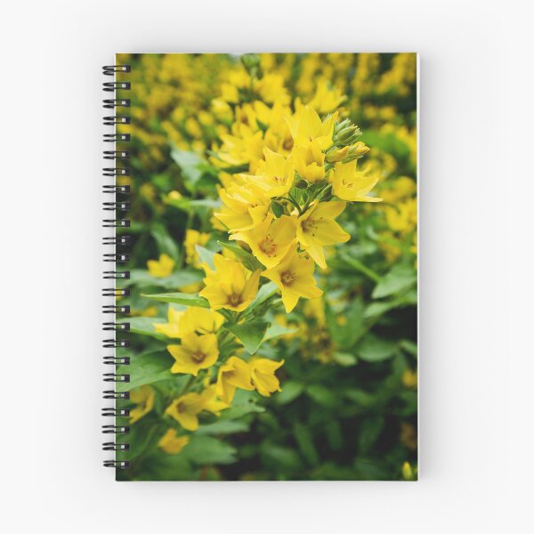 Item preview, The Yellow string. Dotted Loosestrife designed and sold by Jouko Lehto Photography.