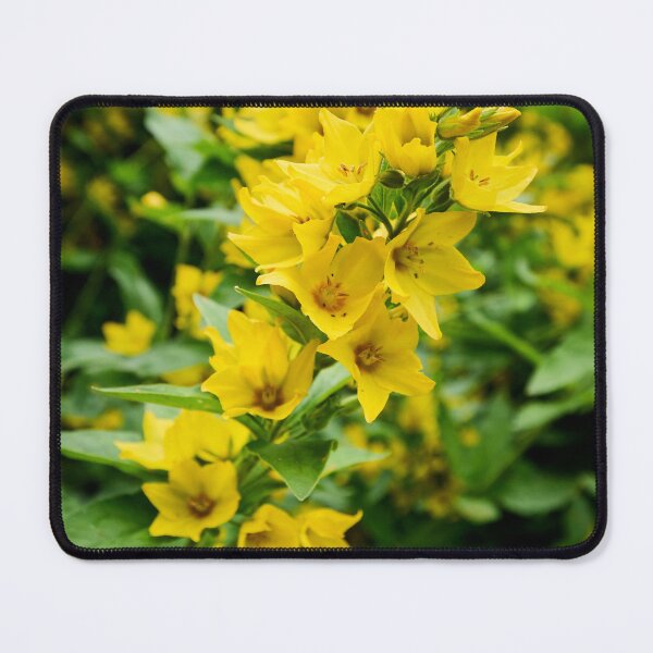 Item preview, The Yellow string. Dotted Loosestrife designed and sold by Jouko Lehto Photography.