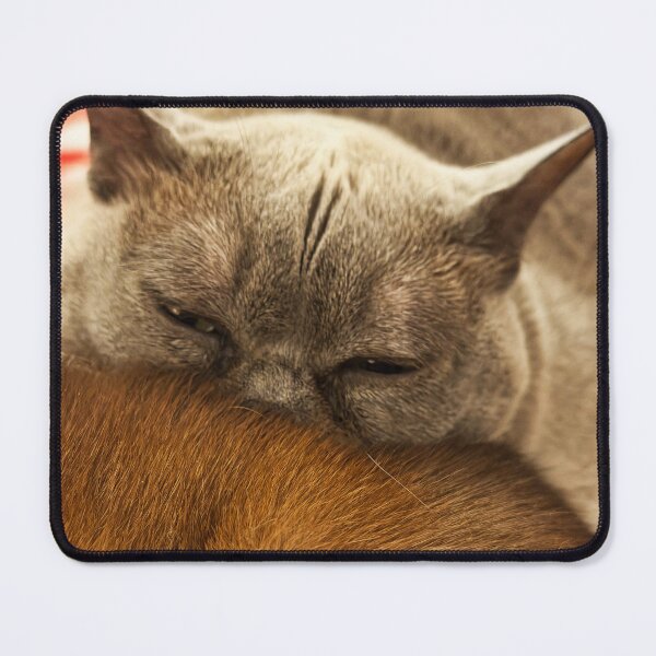 Item preview, Tired Kitten designed and sold by Alice Becky Kahn.