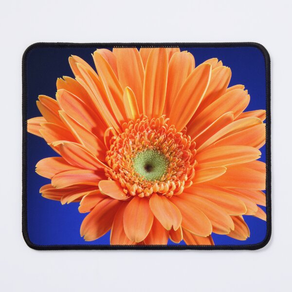 Item preview, A Orange Daisy on a Blue Background. designed and sold by NickTshirts.