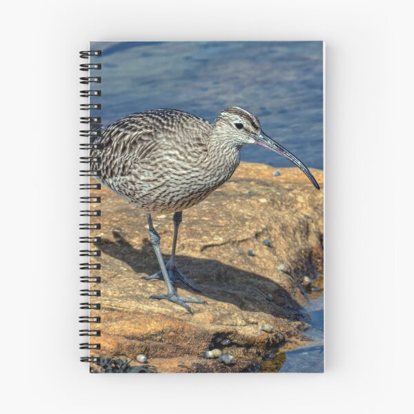 Item preview, Whimbrel designed and sold by Tom McPherson Photography.
