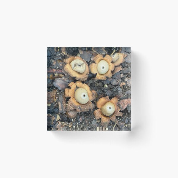 Item preview, Earth Stars designed and sold by Alice  Becky Kahn.
