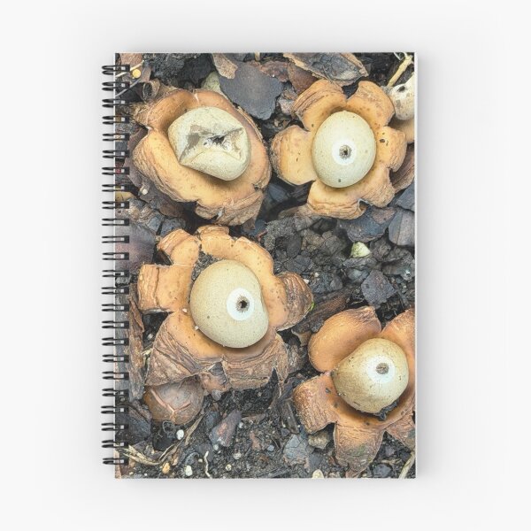 Item preview, Earth Stars designed and sold by Alice  Becky Kahn.