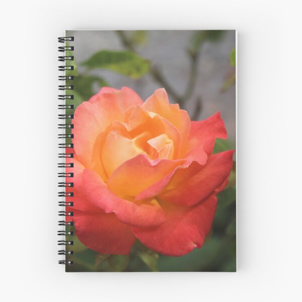 Item preview, Pink and orange rose flower macro - Soft nature photography designed and sold by Cha-s-lens.