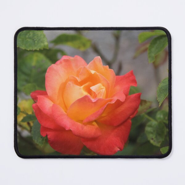 Item preview, Pink and orange rose flower macro - Soft nature photography designed and sold by Cha-s-lens.