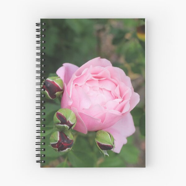 Item preview, Pink rose with dark rose buds - Soft nature photography designed and sold by Cha-s-lens.